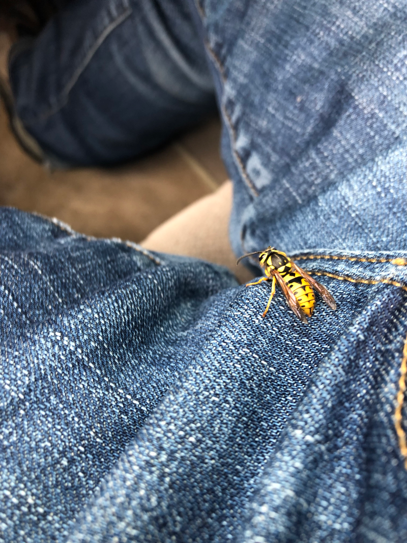 Illustration for article titled DOTS : things I saw commuting today (also, my crotch)